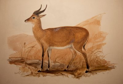 Antilope Kob, 1837 - Edward Lear